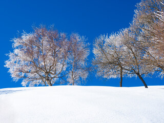 Tree in a snowy landscape