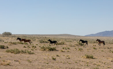 Herd of Wild Horses Running in the Utah Desert