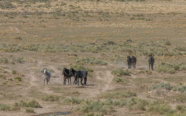 Fototapeta na wymiar Herd of Wild Horses Running in the Utah Desert