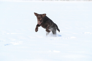 Junger brauner Labrador spielt im Schnee