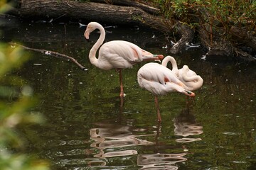 Pink flamingos (Phoenicopterus roseus) in the ZOO.