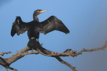 Cormorano (Phalacrocorax carbo) su ramo di albero con ali aperte