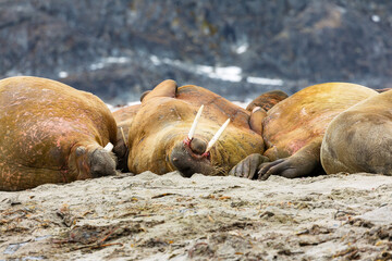 Walruses resting in a heap on the shoreline of one of Svalbard's arctic islands.