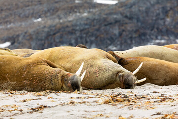 Walruses resting in a heap on the shoreline of one of Svalbard's arctic islands.