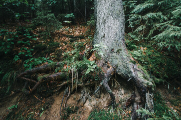 wild coniferous forest in the mountains, coniferous tree trunks, roots
