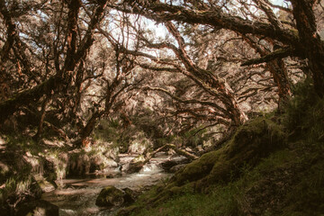 Fototapeta premium naturaleza plena y vida 14