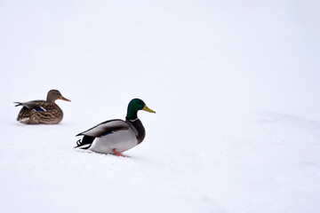 A duck pair left over for the winter. They're sitting in the snow. Copy space.