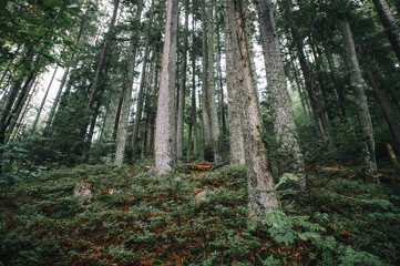 wild coniferous forest in the mountains, coniferous tree trunks, roots