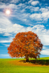 Fototapeta na wymiar Große Buche als Einzelbaum im Herbst