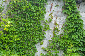 view of ivy leaves on the wall