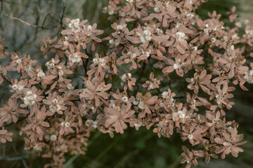 naturaleza plena y vida 