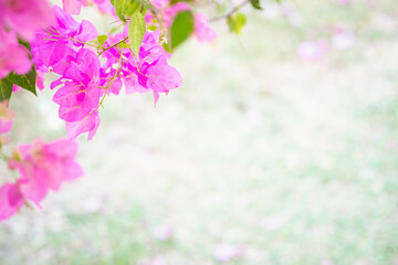 Concept nature view of pink leaf on blurred greenery background in garden and sunlight with copy space using as background natural green plants landscape, ecology, fresh wallpaper.