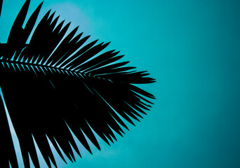 palm in shadows under a blue sky