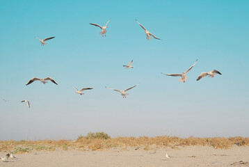 Seagulls on blue sky background.