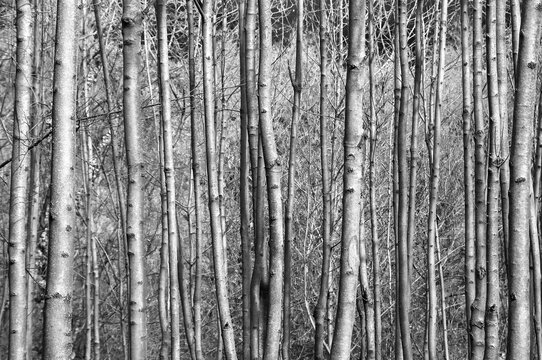 Forest, full frame image of trunks of young trees, black and white photo
