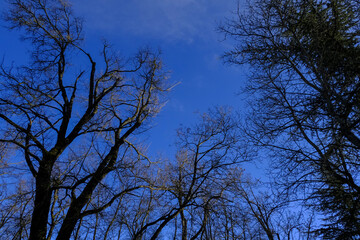 Fototapeta na wymiar silhouettes of trees without leaves across blue sky and sunset lights. natural background from below