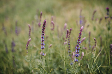 spring forest, wildflowers close up