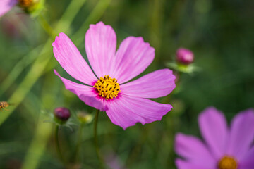 Obraz premium gentle flowers, light background