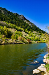 Fototapeta na wymiar Wildlife along the banks of a small river in Utah, US