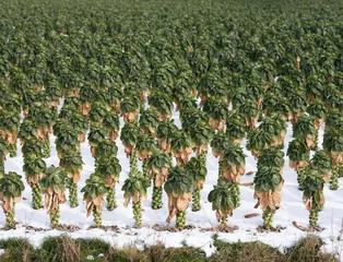 Fotobehang brussels sprouts in winter field with snow © ahavelaar
