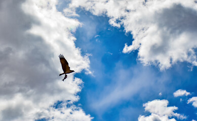 A large bird of prey flies against the backdrop of clouds with fish in its paws in Utah, US