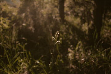 naturaleza plena y vida 15