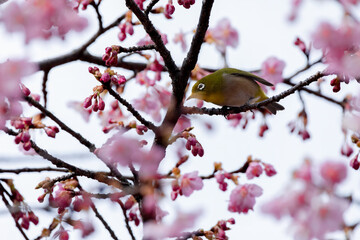 Japanese White-eye With Cherry Blossoms(Japanese Name Is Kawazu-zakura) At Shibuya, Tokyo, Japan