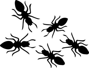 ant icon isolated on white background