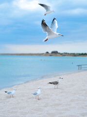 Seagulls on blue sky background.