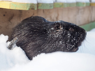 A nutria rodent in a snowdrift. Animal walk in winter