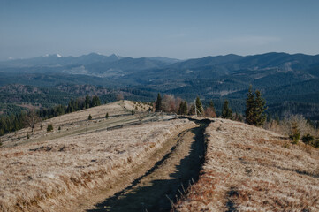 landscape of mountains in early spring with growing fir trees, dry grass and blue sky