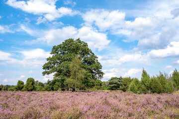 Naturschutzgebiet Buurserzand