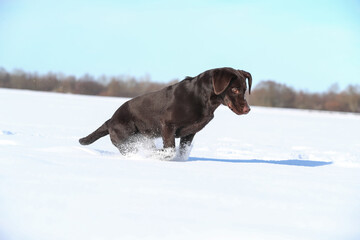 Junger brauner Labrador spielt im Schnee