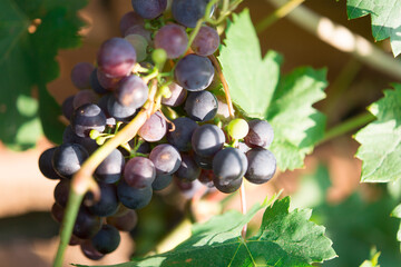 grape in the bio vineyard