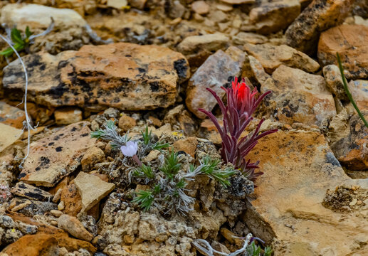 Desert paintbrush (Castilleja chromosa), Wild plants and flowers. Red flowers, Utah, US