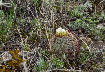 Blooming yellow flowers cactus Escobaria sp. in the north of Utah, US