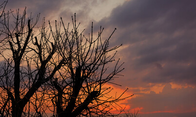 Silhouettes of trees against the background of the evening sky