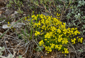 Wild plants and flowers, flora of the state of Utah, US