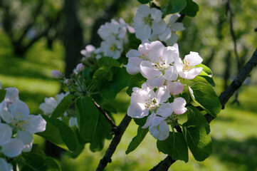 Blooming apple tree branch on a sanny day  Close up