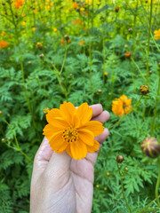hand holding a yellow flower