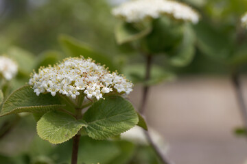Blüte Wolliger Schneeball