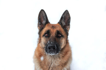 Walk with dog in fresh air. Portrait of shepherd dog on white background. Portrait of charming adult German Shepherd close up against background of white snow.