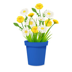 Daisy and dandelions blossom in blue flowerpot, spring flowers. Realistic vector illustration isolated on white background