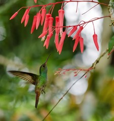 Ave colibrí cerca de una flor © Noilyn