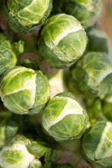 Obraz premium brussels sprouts on plant in closeup