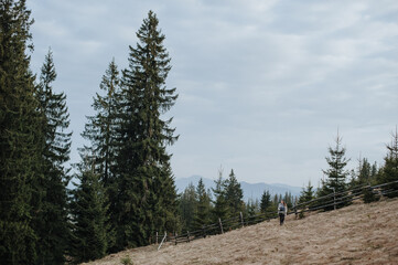 landscape of mountains in early spring with growing fir trees, dry grass and blue sky