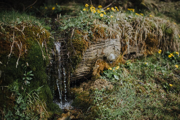 Fototapeta na wymiar small waterfall, a trickle among moss and yellow spring flowers in the forest