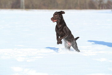 Junger brauner Labrador spielt im Schnee