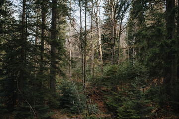 wild coniferous forest in the mountains, coniferous tree trunks, roots
