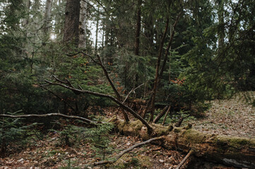 wild coniferous forest in the mountains, coniferous tree trunks, roots